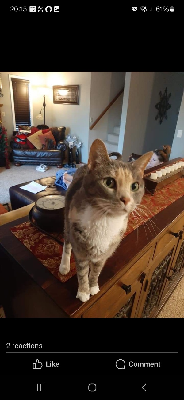 Missing pets