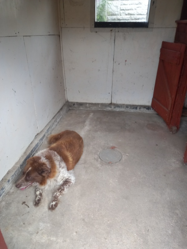 Missing Pets